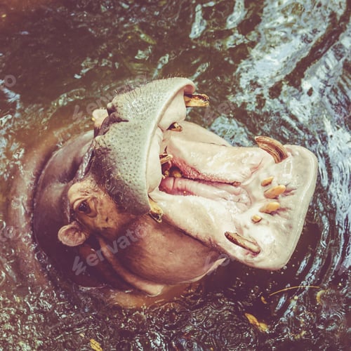 Preview: Hippo in water. Yawning common hippopotamus