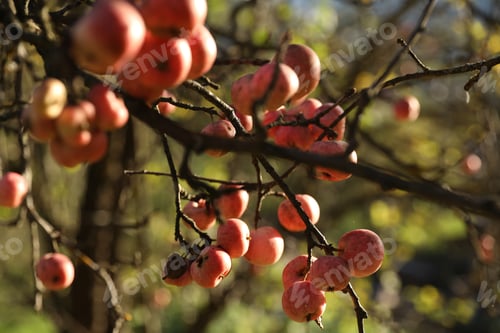 Preview: Delicious ripe red apples on tree in garden