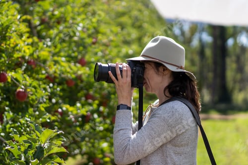 Preview: Woman photographer from side view with digital camera at an apple tree farm taking photos