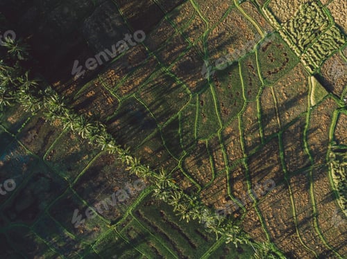 Preview: Rice terraces