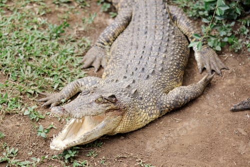 Preview: Crocodile