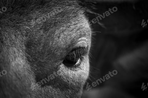 Preview: Thai water buffalo face