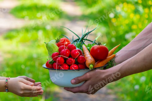 Preview: A man and his child in the garden with vegetables in their hands.