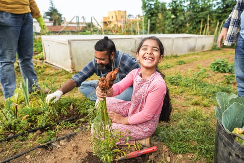 Preview: Indian family picking up organic carrots from house garden outdoor