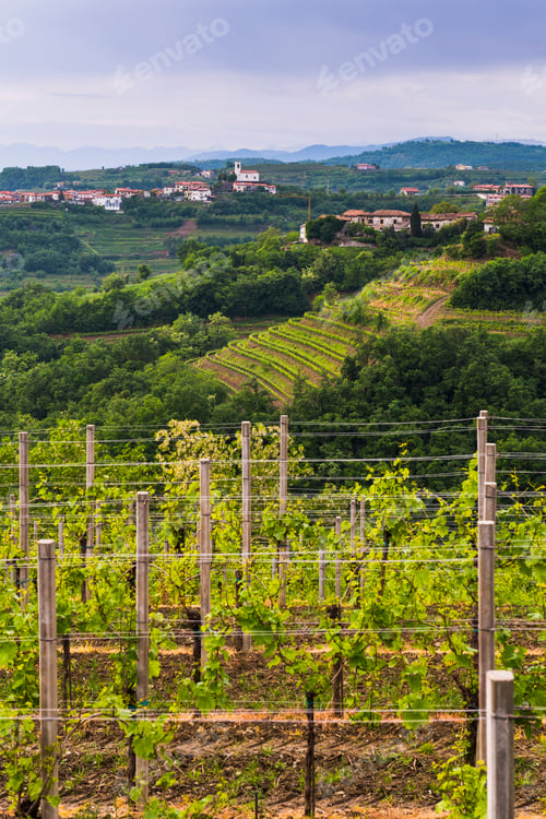 Preview: Slovenia vineyards and the hill top town of Vedrijan, Goriska Brda, Slovenia, Europe
