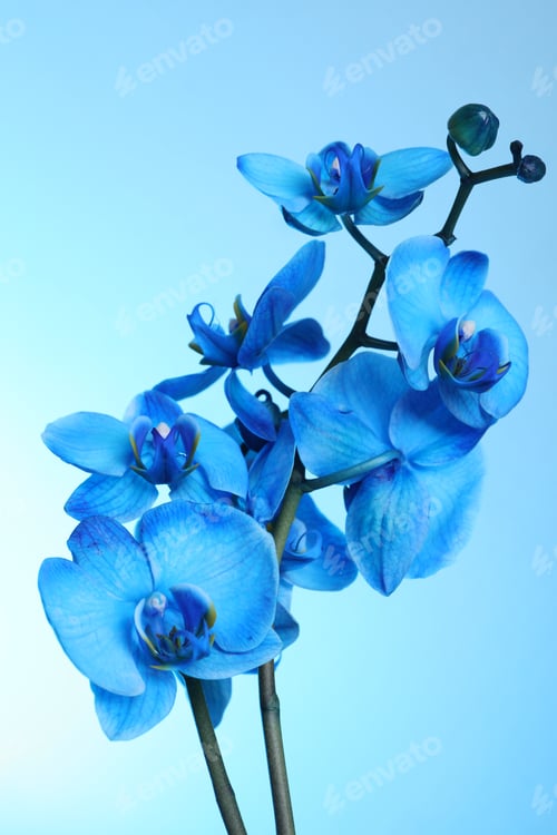 Preview: Beautiful blue orchid flower on color background
