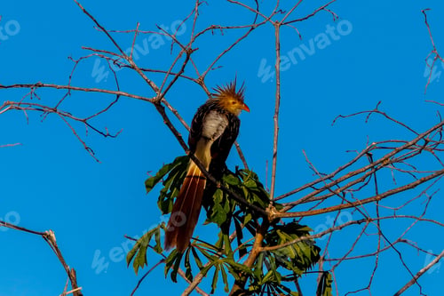 Preview: Guira cuckoo perched atop a tree against the backdrop of a blue sky.