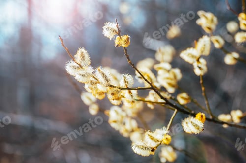 Preview: Blooming willow tree in sunlight. Selective focus. Spring background
