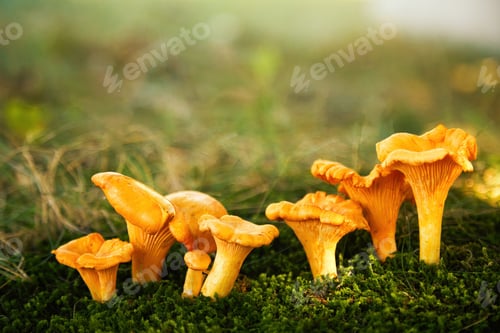 Preview: Chanterelle mushrooms in a forest. Edible mushrooms.