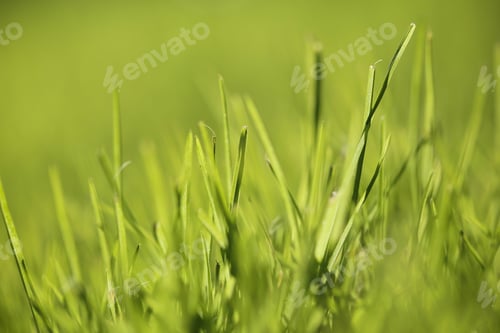 Preview: Different Plants Grow In The Park Background Image