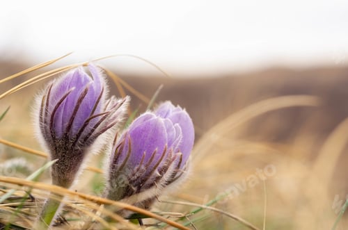 Preview: Prairie Crocus