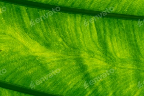 Preview: Macro shot detail of green leaf texture background. Pattern line of fresh green leaf. Abstract