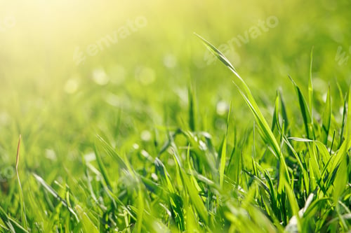 Preview: Young green fresh grass in spring. Greenery in sun. Abstract natural background.
