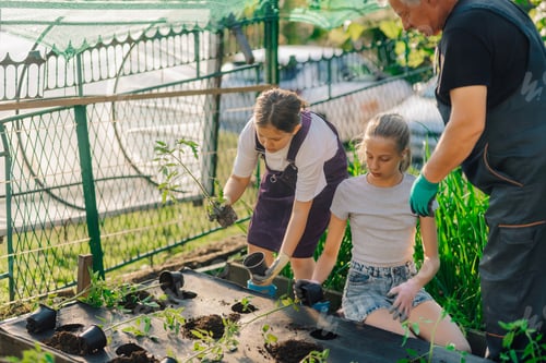 Preview: Family planting seedlings in vegetable garden at sunset