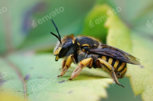 Preview: Closeup shot of a European wool carder bee (Anthidium manicatum) on a green leaf