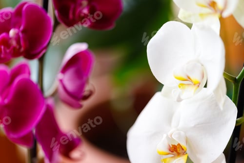 Preview: Orchid flowers at green branch with blossom and leaf buds.