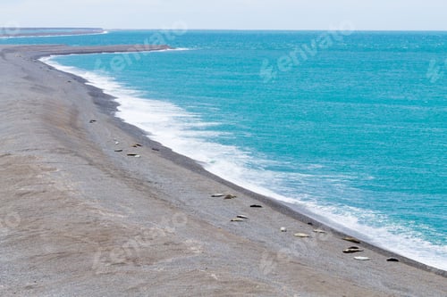 Preview: Elephant seals on Caleta Valdes beach, Patagonia, Argentina