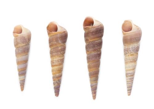 Preview: Seashell isolated on white background