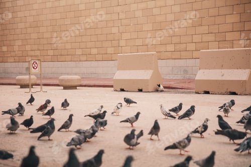 Preview: A Cat hiding to hunt pigeons