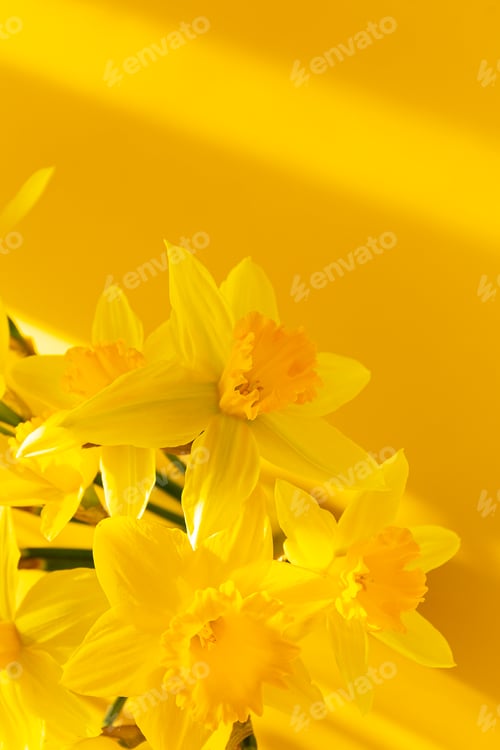 Preview: Daffodils