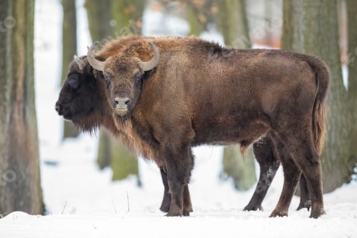 Preview: Pair of european bison grazing in wilderness in wintertime