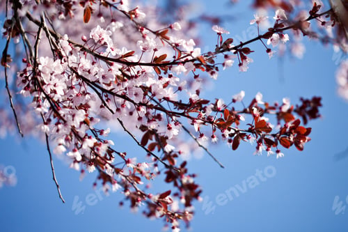 Preview: spring cherry blossoms