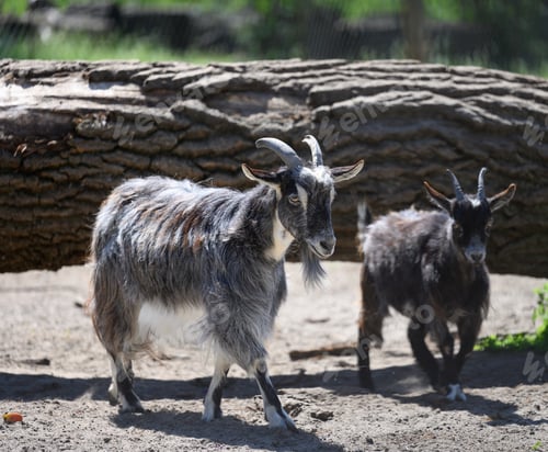 Preview: Young domestic goats walking on a spring day