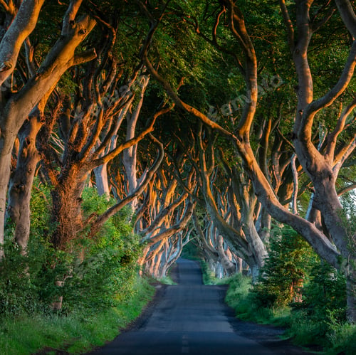 Preview: The 'Dark Hedges' - Northern Ireland
