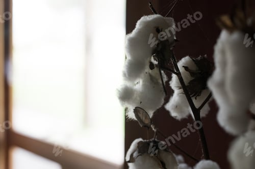 Preview: Cotton