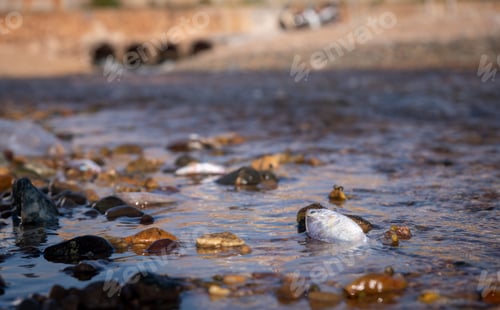 Preview: Many fishes dead on sea shore affection from factory industry release black waste water make polluti