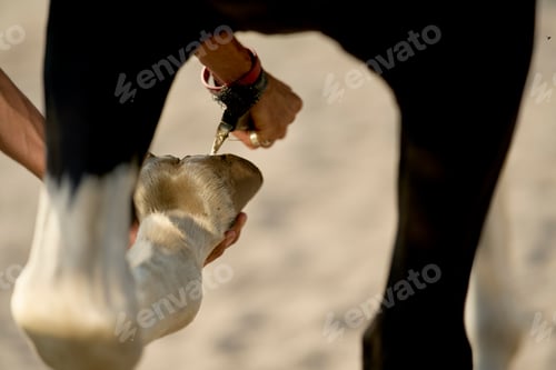 Preview: A person is seen holding a cow's hoof and using a tool to trim or care for it.