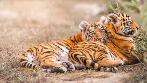 Preview: Two Amur tiger cub lie on straw
