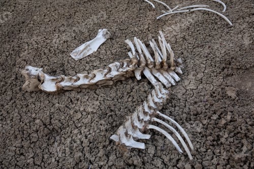 Preview: Dead animals bones in desert of New Mexico