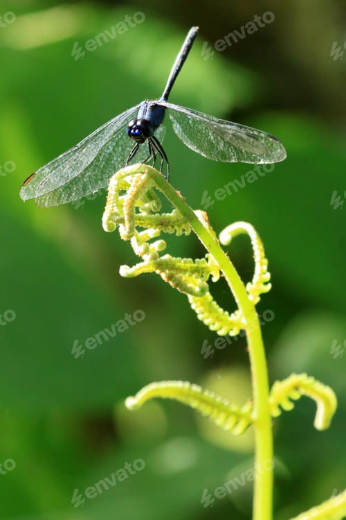 Preview: Dragonfy - Bigodi Wetlands - Uganda, Africa