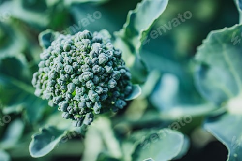 Preview: Fresh and Nutrient-Rich Broccoli Bunch Surrounded by Green Leaves in Vibrant Natural Setting