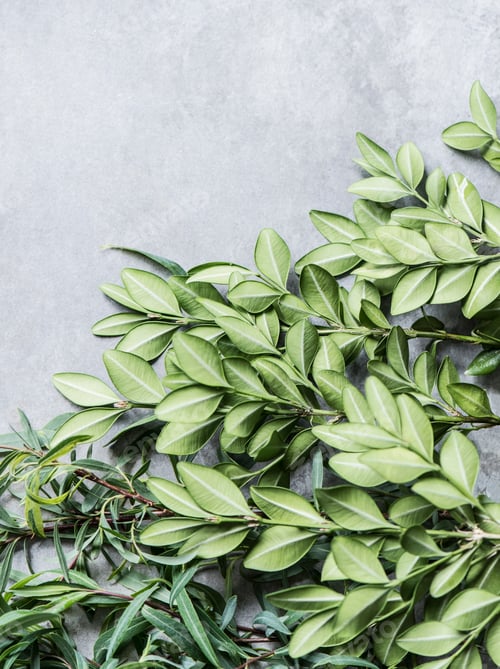 Preview: Overhead view of bunches of leaves