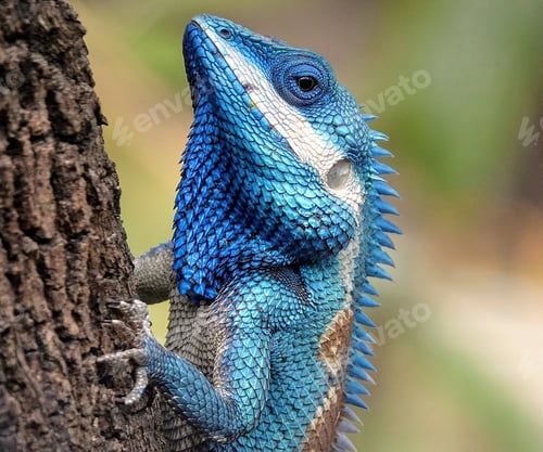 Preview: Blue Crested Lizard climbing a tree trunk and holding on tightly