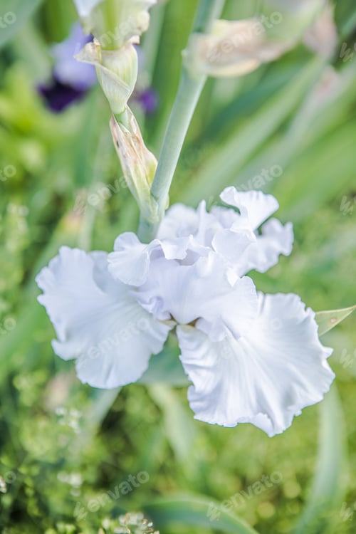 Preview: Germanica iris close-up in the garden.