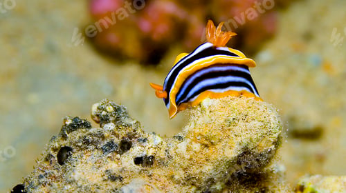Preview: Pyjama Nudibranch, Red Sea