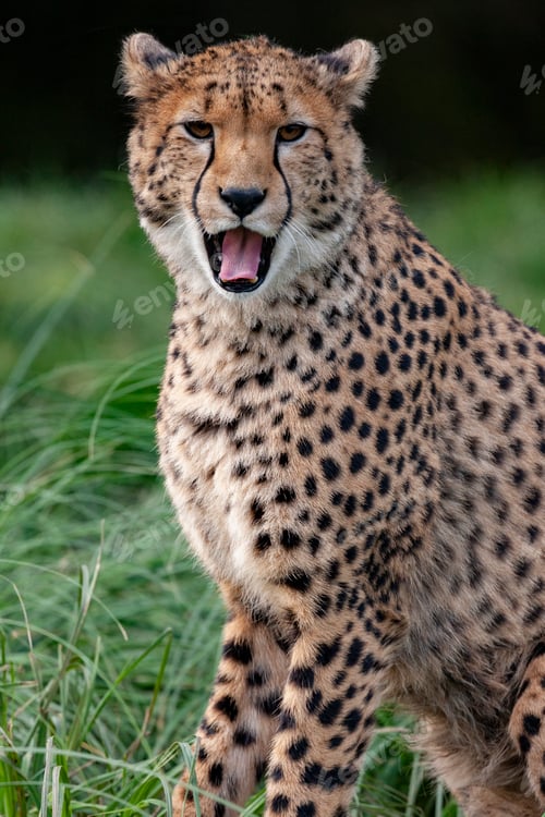Preview: Cheetah (Acinonyx jubatus)