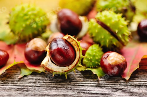 Preview: Fresh chestnuts with maple leaves on wooden background