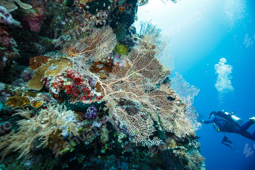 Preview: Diver swimming in a vibrant coral reef