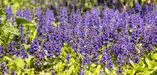 Preview: Close up View of Colorful Green Leafs and Flowers in garden.