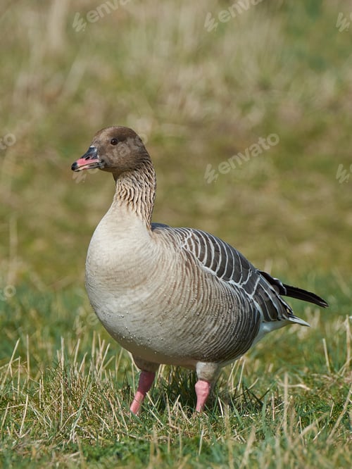 Preview: Pink-footed goose (Anser brachyrhynchus)