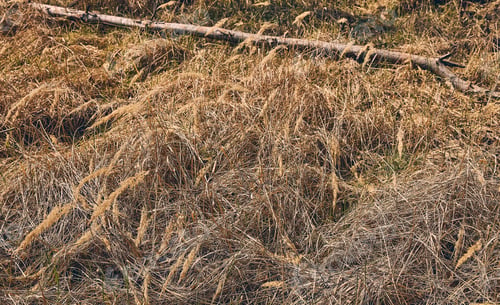 Preview: Dry branch fallen on the forest floor