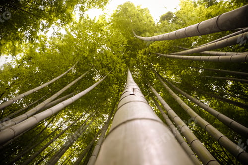 Preview: Beautiful, green Arashiyama bamboo forest in Kyoto, Japan. July 2016