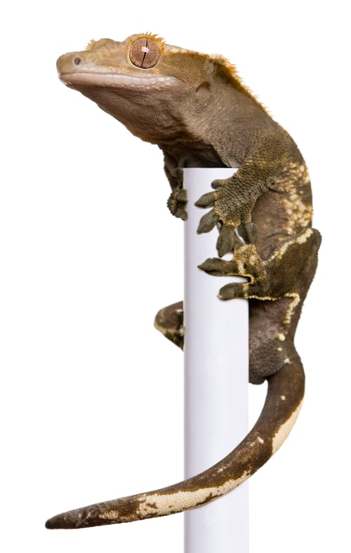 Preview: New Caledonian Crested Gecko climbing white pole against white background