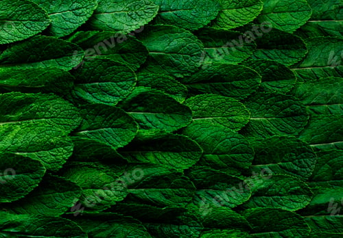 Preview: Background from fresh green leaves of fragrant young eco-friendly farm mint.
