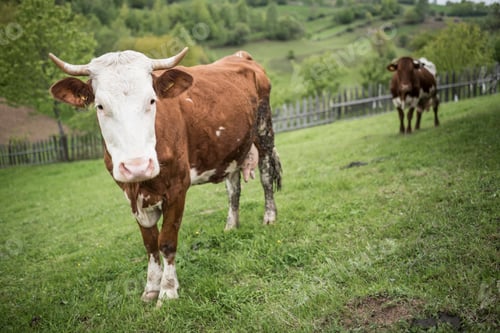 Preview: Cattle on a farm in Jina, Sibiu County, Transylvania, Romania