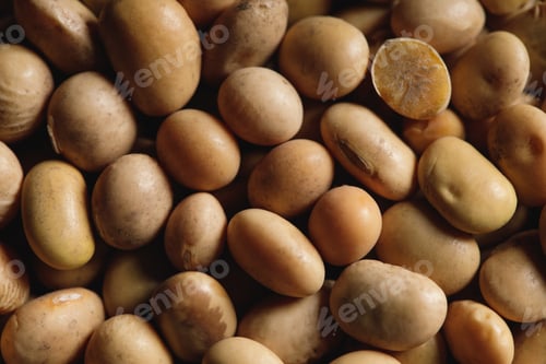 Preview: close up of soybean as textured background with copy space